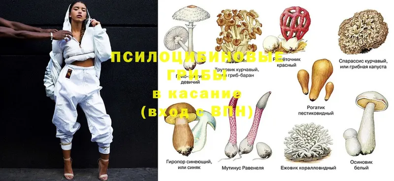 купить  сайты  Белогорск  Псилоцибиновые грибы Psilocybine cubensis 